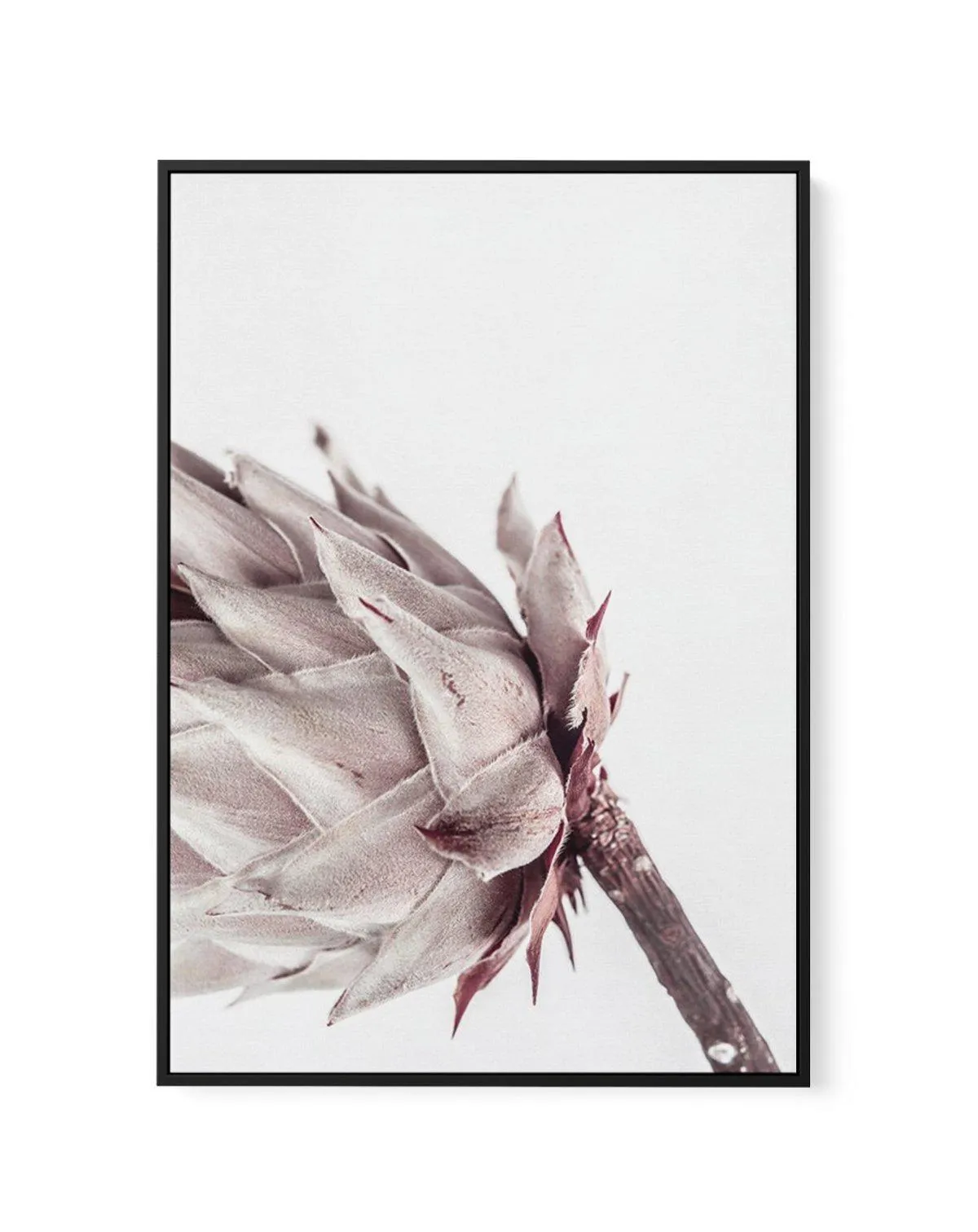 Abstract Protea I | Framed Canvas Art Print