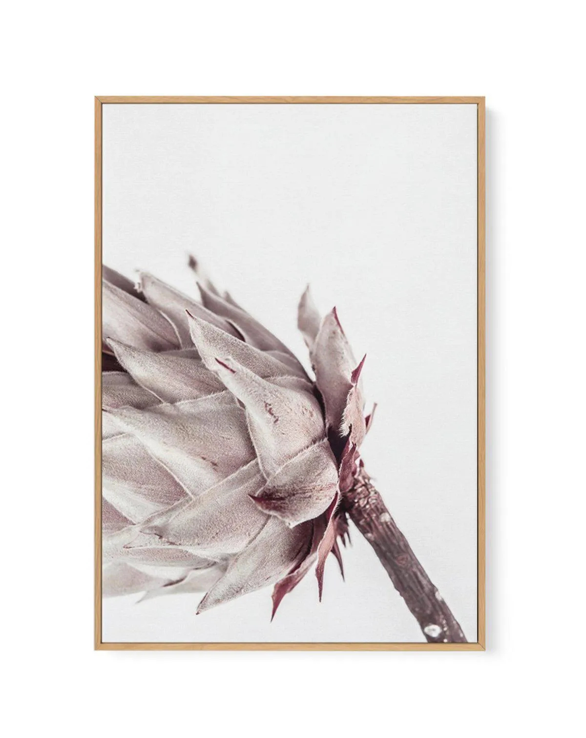 Abstract Protea I | Framed Canvas Art Print