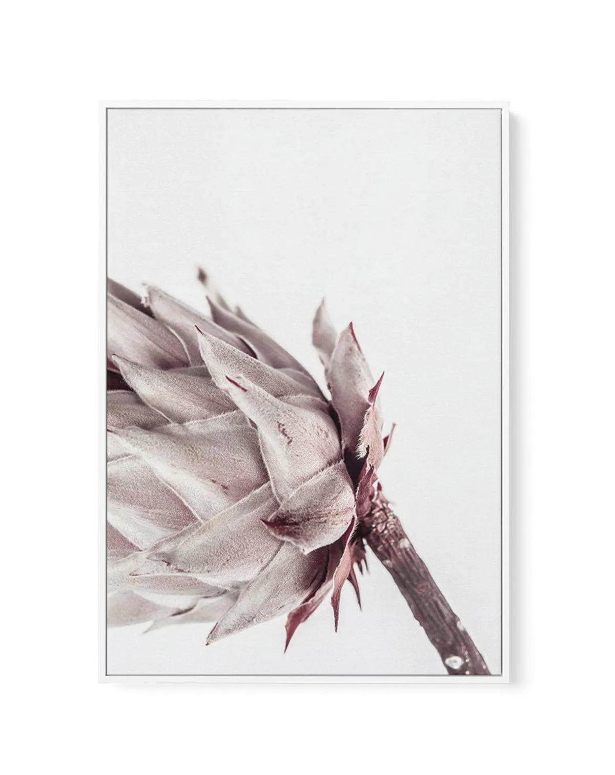 Abstract Protea I | Framed Canvas Art Print