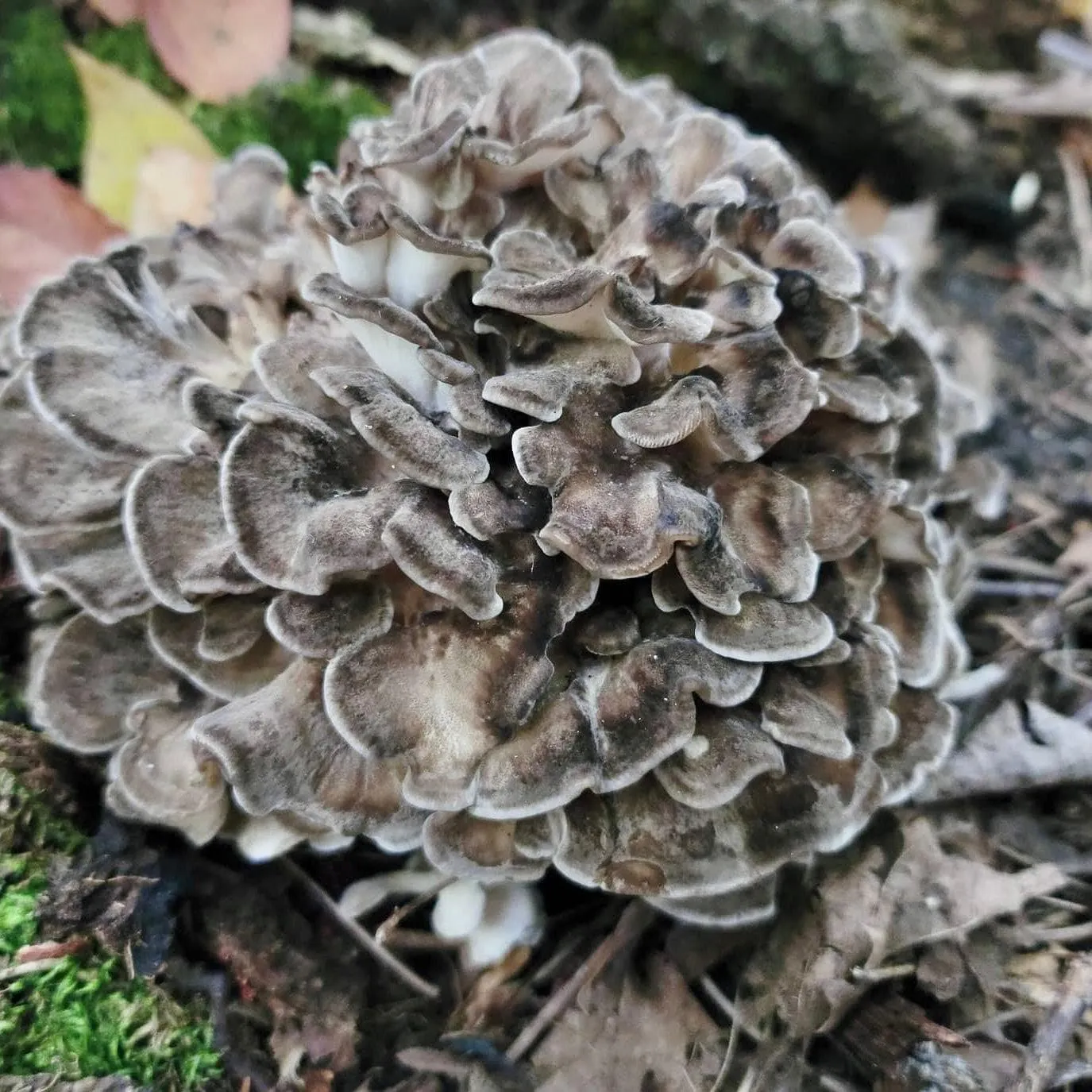 Organic Hen of the Woods (Maitake) Plug Spawn