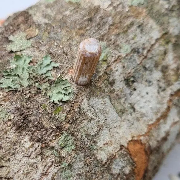 Organic Hen of the Woods (Maitake) Plug Spawn