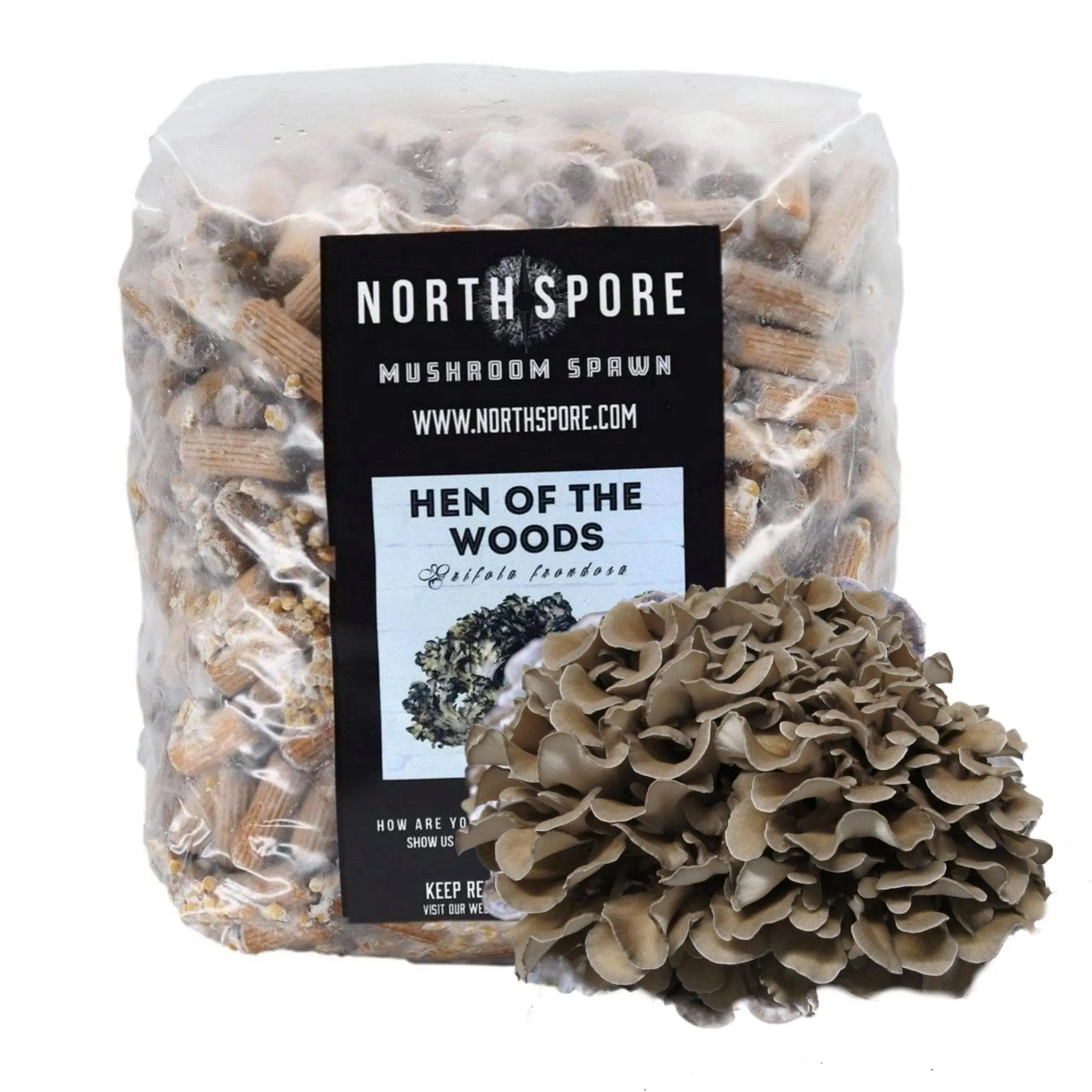 Organic Hen of the Woods (Maitake) Plug Spawn